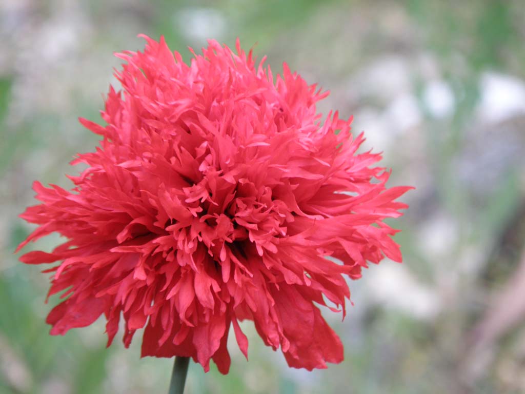 Papaveraceae da determinare